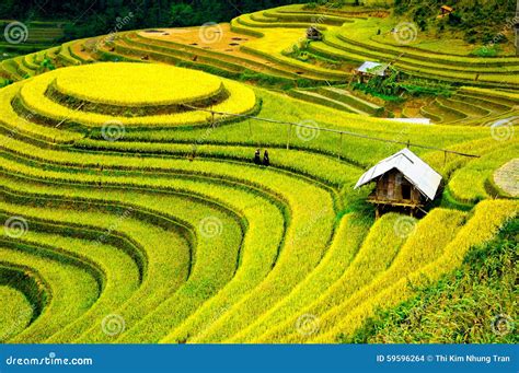 Rice Fields On Terraced Of Mu Cang Chai Yenbai Vietnam Stock Photo