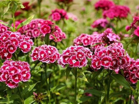 Carnation Flowers Types And Plant Growing And Caring Tips Florgeous