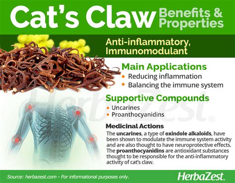 What Are The Benefits Of Cats Claw
