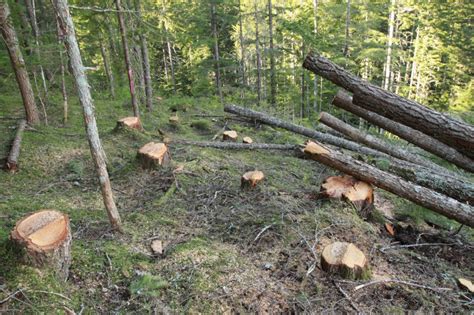 4 Tips To Help You Decide Whether To Cut Down A Tree Or Not Times