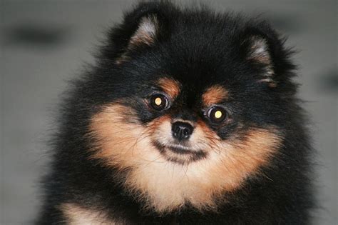 Black And Tan Pomeranian Dog Price Pets Lovers