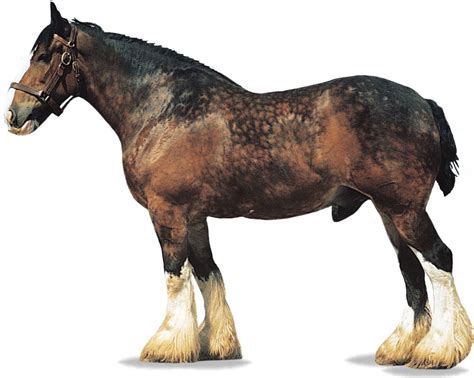 Shire Draft Horse Heavy Horse Gentle Giant Britannica