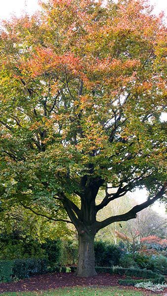 Fagus Sylvatica Full Standard Tree Full Standard Beech Trees