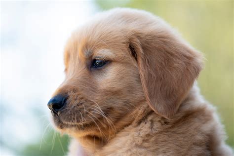 Golden Retriever Puppies | Golden Retriever Puppies