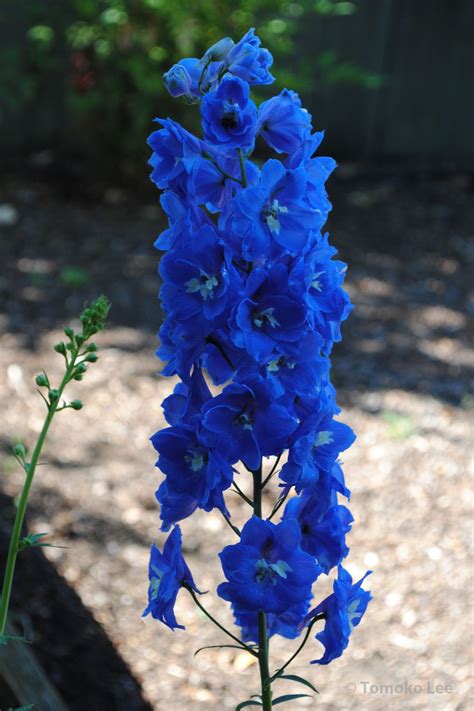 Delphiniums Dark Blue Delphinium Bouquet Blue Delphinium Flowers