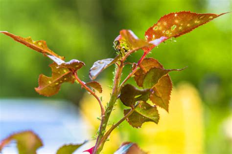 Aphids Damage Roses Stock Photos Pictures And Royalty Free Images Istock