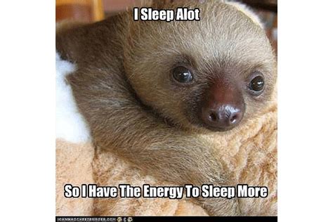 The 8 Best Sloth Memes