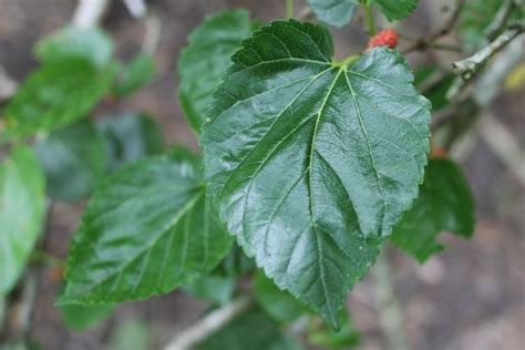 Growing A Mulberry Tree And How To Use Mulberry Leaves Branches And