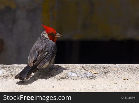 Red Crested Cardinal Paroaria Coronata Free Stock Images And Photos