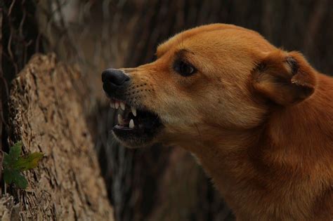 Rabia En Perros Causas Señales Y Tratamiento Love Mi Mascota