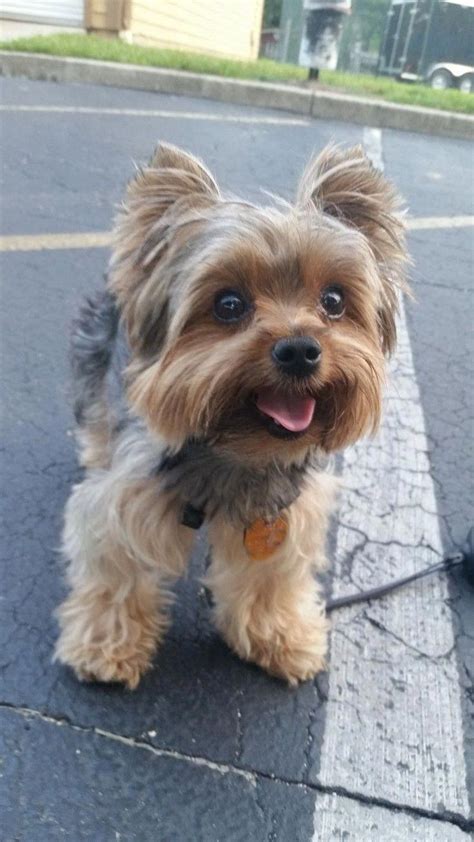Yorkshire Terrier Breed Characteristics Care And More ️ Postposmo
