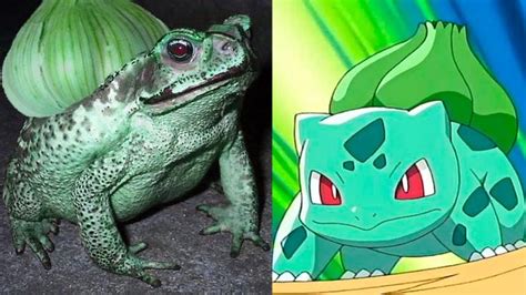 10 ANIMALS That Look Like POKÉMON 🤯 - YouTube | Pokemon, Animals