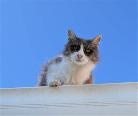 1758 Cat Looking Roof Stock Photos Free And Royalty Free Stock Photos