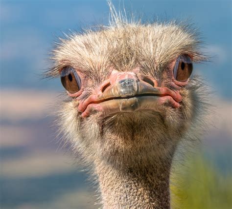 free-photo-ostrich-closeup-animal,-bird,-closeup-free