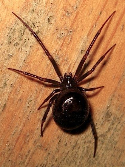 Steatoda Grossa Female Australiabritainusa Sea Spider Bed Bug