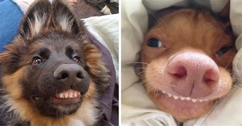 21 Silly Dogs Showing Off Their Hilarious Toothy Smiles Will Leave You Laughing - Dog Dispatch