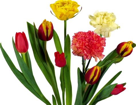 Wallpaper Tulip Karangan Bunga Menanam Bunga Tulp Daun Bunga