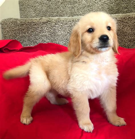 Safe and affordbale shipping available across the united states. Golden Retriever Puppies For Sale | Sugar Land, TX #273633