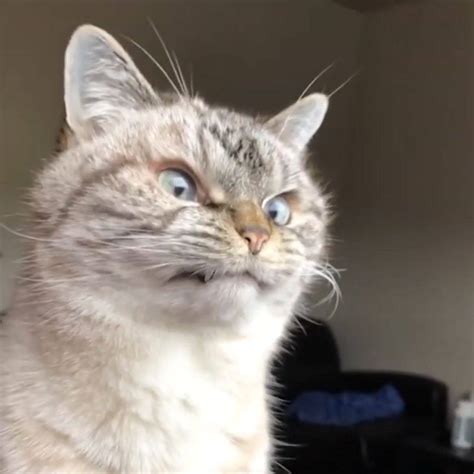 Ladbible Cat With Angry Looking Expression