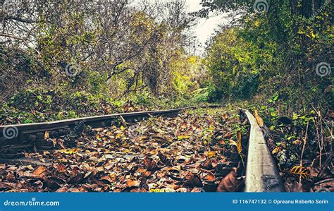 Abandoned Railroad In Autumn Stock Photo Image Of Railroad Flowers