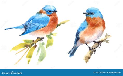 Bluebird Birds Watercolor Illustration Set Hand Drawn Stock