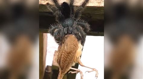 Giant Spider Eats Bird Terrifying Old Video Of Avicularia Tarantula