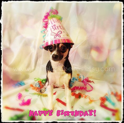 Chihuahua Birthday Card Funny Chihuahua Card By Penelopebelles