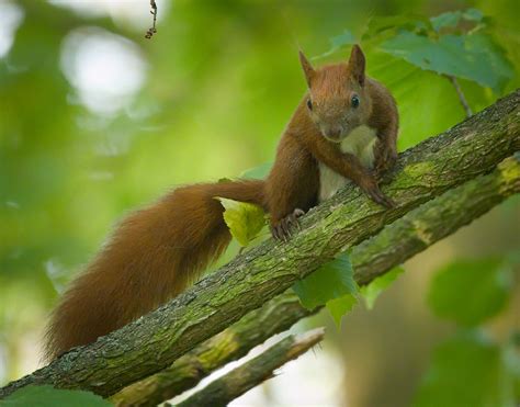 Red Squirrel Red Squirrel Sciurus Vulgaris Perched On A Flickr