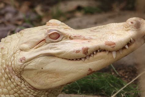 At Roger Williams Zoo A Rare White Alligator Has Arrived Daily