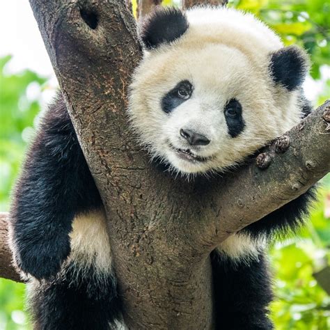 10 Fun Panda Facts To Make You Smile