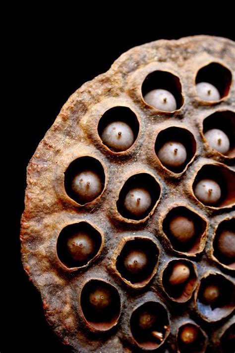 Trypophobia The Lotus Seed Pod Phobia Philippines Viral News