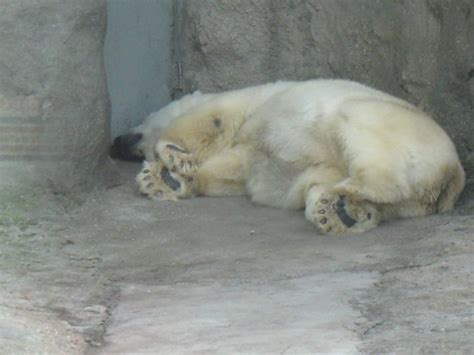Moscow Zoo Polar Bear 1261 Mike Lipscomb Flickr