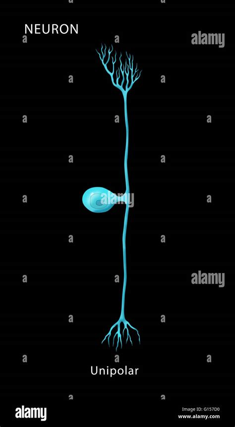 Etiquetado Ilustración De Una Neurona Unipolar Uno De Los Cuatro Tipos