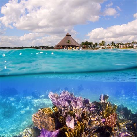 Arrecife De Coral En La Riviera Maya Cancún México Foto Premium