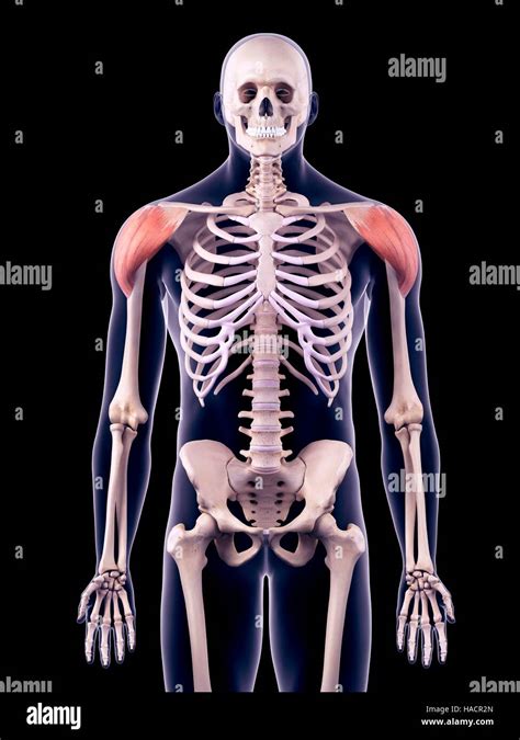 Illustration Of The Deltoid Muscles Stock Photo Alamy