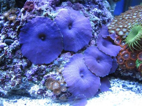 Blue Mushroom Corals Saltwater Fish Tanks Ocean Creatures Saltwater