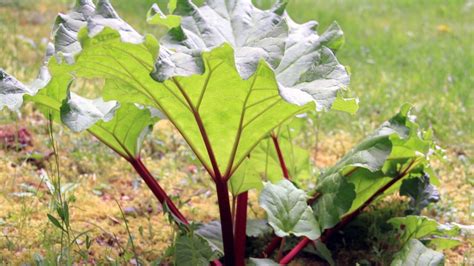 How To Grow Rhubarb In Your Garden Gardening Sun