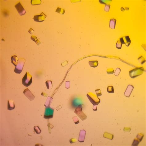 Chem 112l Protein Crystallization Spring 2012