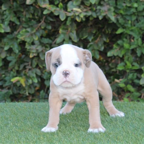 We offer 81 english bulldog puppies for sale in california. Old English Bulldog Puppies For Sale | Oxnard, CA #165642