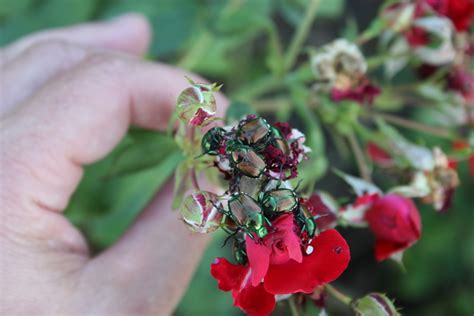 Japanese Beetles Are Back Extension Entomology