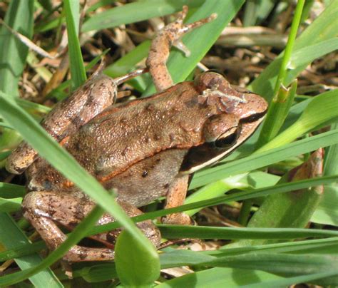 Kalamazoo Seasons Wood Frog