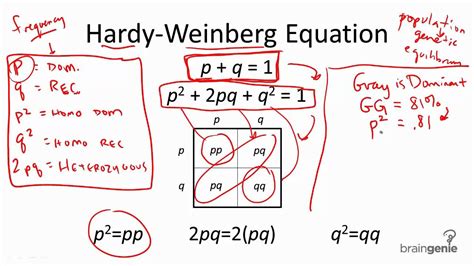 What are the expected frequencies of the three genotypes in this population? 12.5.2 The Hardy Weinberg Equation - YouTube