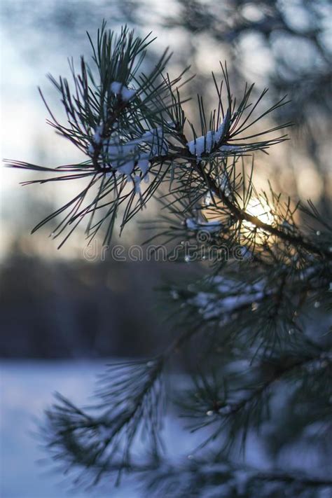 Beautiful Winter Background With Pine In Snowy Forest Beautiful