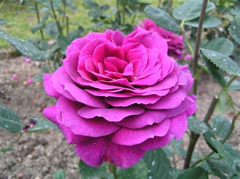 Big Purple Stebigpu Hybrid Tea Rose Strong