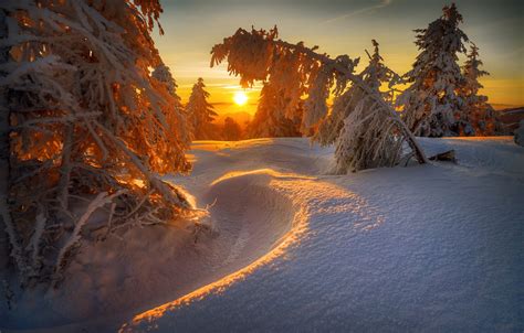 Wallpaper Winter Frost Forest The Sun Light Snow Sunset Branches