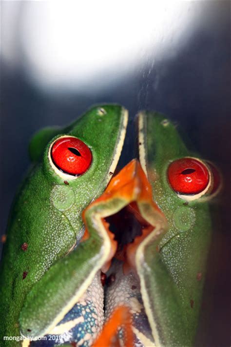 Picture Red Eyed Tree Frog
