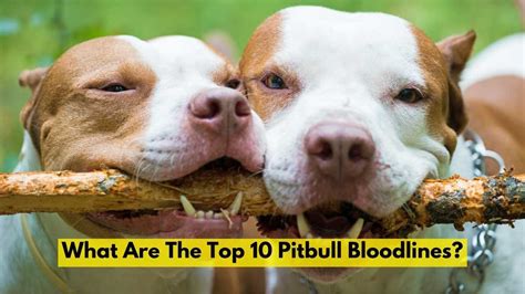 What Are The Top 10 Pitbull Bloodlines Petcowire