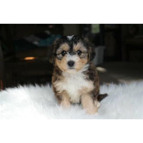Check spelling or type a new query. Yorkie Poo male puppy in Pittsburg, California - Puppies for Sale Near Me