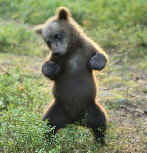 Adorable Brown Bear Cub Shows Off His Crazy Dance Moves And Theyre