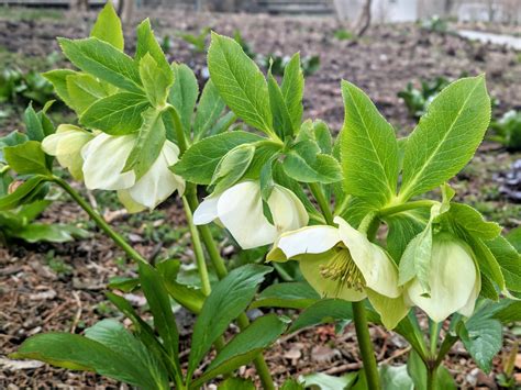 The Hellebores Around My Farm The Martha Stewart Blog